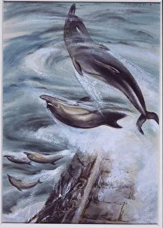 Delphinus delphis, short-beaked common dolphin Delphinus delphis, short-beaked common dolphin
