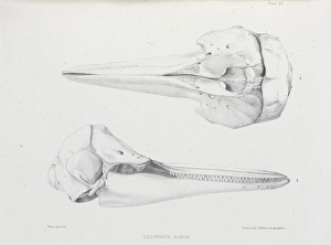 Delphinus doris, plate 20 Delphinus doris, plate 20