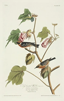 Dendroica castanea, bay-breasted warbler Dendroica castanea, bay-breasted warbler