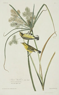 Dendroica discolor, prairie warbler Dendroica discolor, prairie warbler