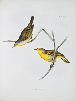 Dendroica petechia aureola, yellow warbler Dendroica petechia aureola, yellow warbler