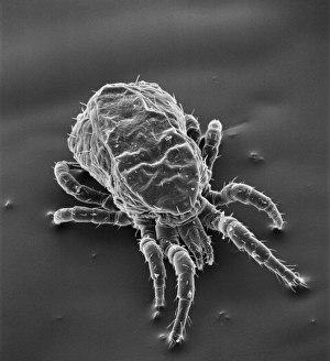 Dermanyssus gallinae, red or poultry mite Dermanyssus gallinae, red or poultry mite