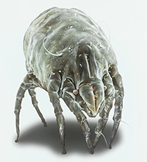 Dermatophagoides pteronyssius, dust mite Dermatophagoides pteronyssius, dust mite