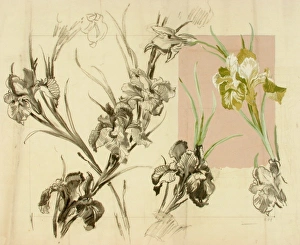 <b class=qtipBold><figcaption>Design with lily flowers</figcaption></b><br>Design with lily flowers. Conte and gouache on copy paper. Silver Studio. circa 1900<br><em>© MODA / Mary Evans Picture Library</em> Design with lily flowers