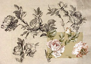 <b class=qtipBold><figcaption>Design with pink roses</figcaption></b><br>Design with pink roses. Conte and gouache on copy paper. Silver Studio. circa 1895<br><em>© MODA / Mary Evans Picture Library</em> Design with pink roses