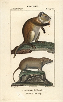 Desmarests hutia, Capromys pilorides Desmarests hutia, Capromys pilorides