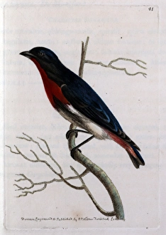 Desmaretian Manakin perched on a twig Desmaretian Manakin perched on a twig