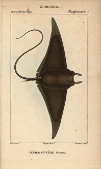 Devil fish or giant devil ray, Mobula mobular Devil fish or giant devil ray, Mobula mobular