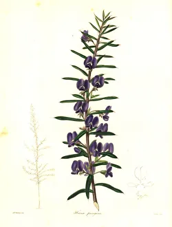 Devil's pins or pungent hovea, Hovea pungens Devil's pins or pungent hovea, Hovea pungens