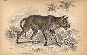Dhole of Ceylon, Chryseus ceylonicus Unknown species Dhole of Ceylon, Chryseus ceylonicus Unknown species