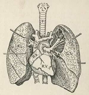 Anatomical Gallery: Diagram of the heart, lungs and windpipe