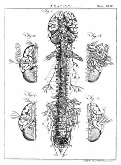 Vertebra Gallery: Diagram of the human brain and spinal column