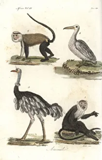 Diana and mona monkeys, ostrich and pelican Diana and mona monkeys, ostrich and pelican
