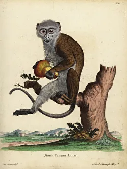 Diana monkey or Diana guenon, Cercopithecus Diana monkey or Diana guenon, Cercopithecus