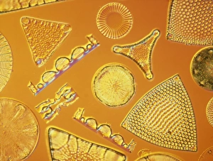 Diatoms