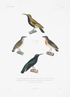 Dicauem erthyrothorax, Leptochoma sperata, Cinnyris sp Dicauem erthyrothorax, Leptochoma sperata, Cinnyris sp