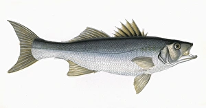 Dicentrarchus labrax, or European seabass