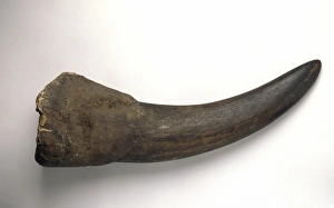 Diceros bicornis, horn of a black rhinoceros Diceros bicornis, horn of a black rhinoceros