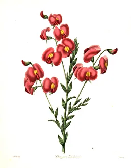 Dickson's chirozema, Chorizema dicksonii Dickson's chirozema, Chorizema dicksonii