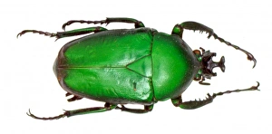 Dicronorhina sp., rose chafer beetle Dicronorhina sp., rose chafer beetle