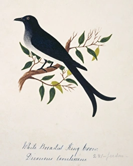 Dicrurus caerulescens, white-bellied drongo Dicrurus caerulescens, white-bellied drongo
