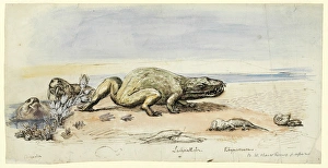 Dicynodon, Labyrinthodon, Rhynchosaurus Dicynodon, Labyrinthodon, Rhynchosaurus