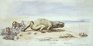 Dicynodon, Labyrinthodon & Rhyncosaurus Dicynodon, Labyrinthodon & Rhyncosaurus