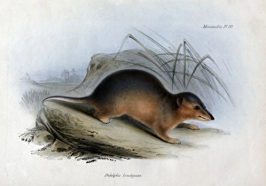 Didelphis brachyura Didelphis brachyura