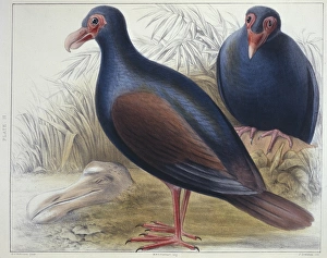 Didunculus strigirostris, tooth-billed pigeon Didunculus strigirostris, tooth-billed pigeon