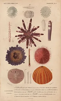 Different types of colorful sea urchins and their spines Different types of colorful sea urchins and their spines