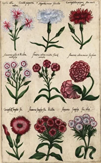 Images Dated 22nd April 2020: Different varieties of carnation, Dianthus caryophyllus