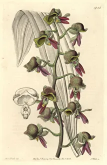 Differently colored catasetum orchid, Catasetum discolor Differently colored catasetum orchid, Catasetum discolor
