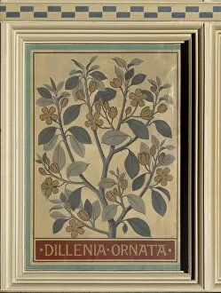 Eudicot Gallery: Dillenia ornata, camellia