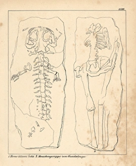 Diluvian human skeleton known as Homo diluvii Diluvian human skeleton known as Homo diluvii