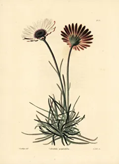 Dimorphotheca nudicaulis var. graminifolia Dimorphotheca nudicaulis var. graminifolia