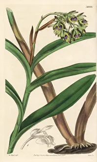 Dingy epidendrum orchid, Epidendrum anceps Dingy epidendrum orchid, Epidendrum anceps
