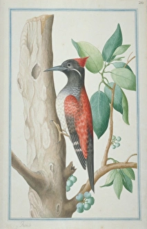 Dinopium benghalense, black-rumped woodpecker Dinopium benghalense, black-rumped woodpecker
