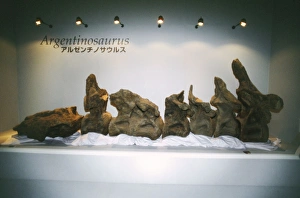 DINOSAUR Skeleton - Argentinosaurus vertibrae DINOSAUR Skeleton - Argentinosaurus vertibrae