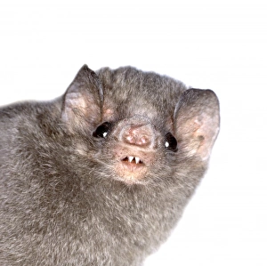 Phyllostomidae Gallery: 