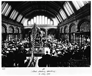 Diplodocus presented to the museum, 1905 Diplodocus presented to the museum, 1905