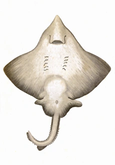 Dipturus intermedia, or Flapper Skate Dipturus intermedia, or Flapper Skate