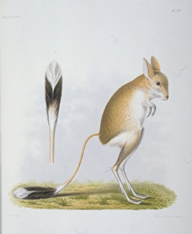 Dipus annulatus, gerbil Dipus annulatus, gerbil