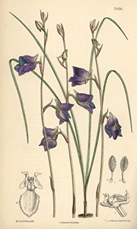 Disa lacera var multifida, blue orchid native Disa lacera var multifida, blue orchid native