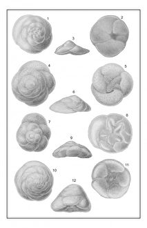 Protista Gallery: Discorbina species, foraminifera