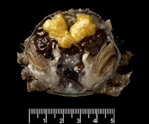 Dissected female Eriocheir sinensis, Chinese mitten crab Dissected female Eriocheir sinensis, Chinese mitten crab