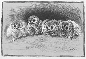 Disturbed - the Brown Owl by Louis Wain Disturbed - the Brown Owl by Louis Wain