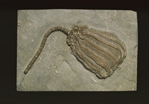 Fossils: The Key to the Past: Fortey, Richard: 9781588340238: Amazon.com:  Books