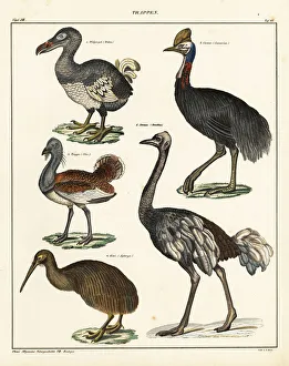 Dodo, kiwi, cassowary, ostrich and bustard Dodo, kiwi, cassowary, ostrich and bustard