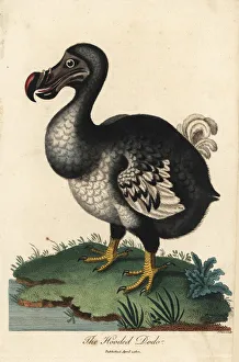 Dodo, Raphus cucullatus, extinct flightless bird Dodo, Raphus cucullatus, extinct flightless bird