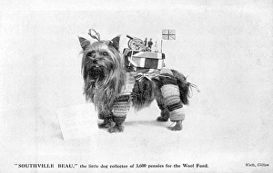 Dog Collects for Wool Dog Collects for Wool